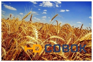 Фото Семена Пшеницы яровой