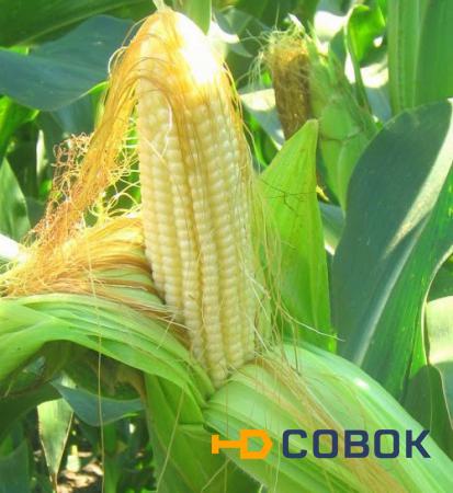 Фото Гибриды семена кукурузы НК Фалькон