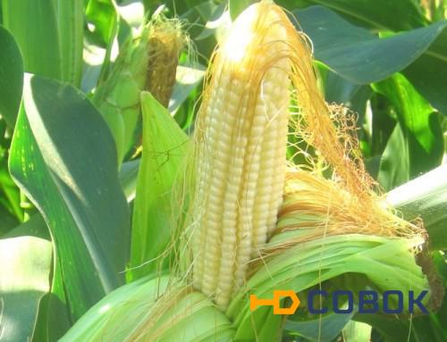 Фото Семена гибриды Pioneer ПР37Н01 / PR37N01 (ФАО 390) гибрид кукурузы