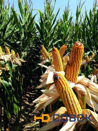 Фото Семена кукурузы ЕС Бриллант (Euralis Semences) ФАО 350