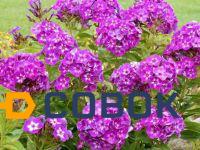 Фото Флокс растопыренный (Phlox divaricata "Лаура")