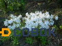 Фото Флокс растопыренный (Phlox divaricata "White Perfume")