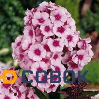 Фото Флокс метельчатый (Phlox paniculata "Bright Eyes")