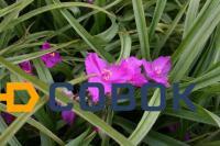 Фото Традесканция виргинская (Tradescantia virginiana)