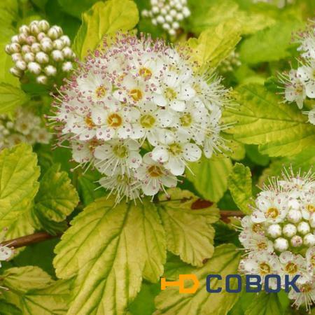 Фото Пузыреплодник калинолистный (Physocarpus opulifolius "Darts Gold")