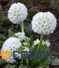 Фото Примула мелкозубчатая (Primula denticulata "Alba")