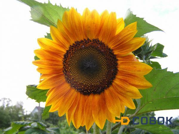 Фото НСХ 6007 - ГИБРИД ПОДСОЛНЕЧНИКА NERTUSAGRO - EXPRESS