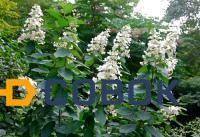 Фото Гортензия метельчатая (Hydrangea paniculata "Tardiva") 2-х летка