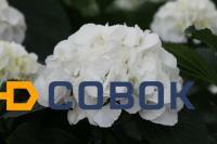 Фото Гортензия древовидная (Hydrangea arborescens "White Ball")