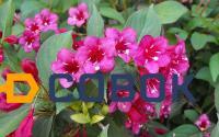 Фото Вейгела цветущая (Weigela florida "Bristol Ruby")