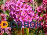 Фото Бадан сердцелистный (Bergenia cordifolia "Rotblum")