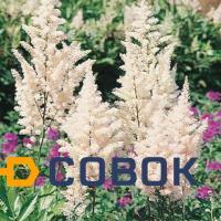 Фото Астильба японская (Astilbe japonica "Gladstone")