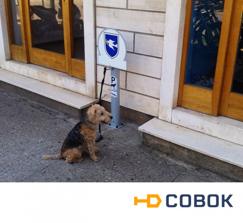Фото Рекламная парковка для собак Дог