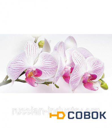Фото Фотообои OVK Design Орхидея 230092 1 лист 2.5х1.3 м