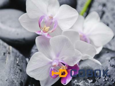 Фото Фотообои PRORAB Фотообои 140х200 "Симфония" Белая орхидея К-095