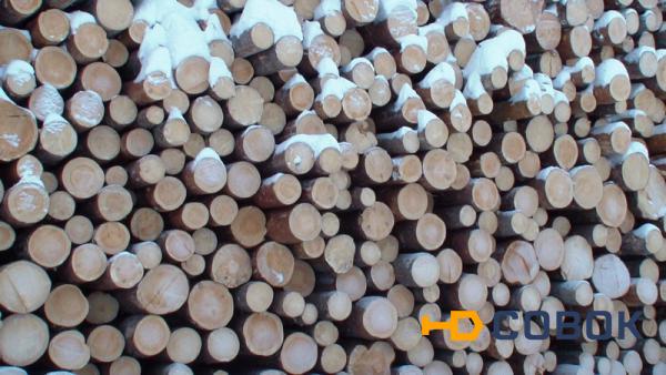 Фото Куплю лес кругляк хвойных пород (сосна) 9,5м от 16 до 23см