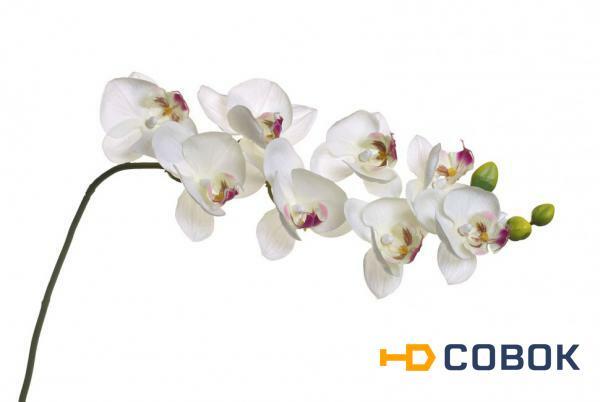 Фото Орхидея белая 85 см (12) - 00001600