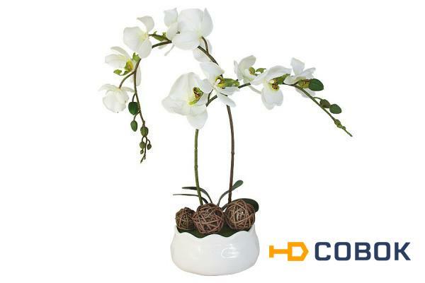 Фото Декоративные цветы Орхидея белаяна керамической подставке Dream Garden ( DG-15009-FU-AL )