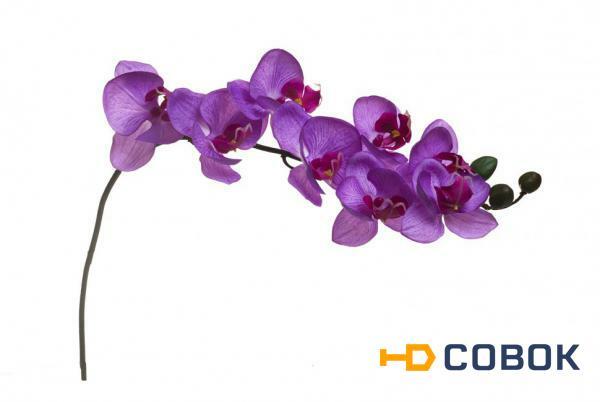 Фото Орхидея лиловая 85 см (12) - 00001602