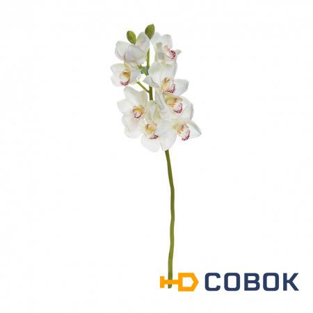 Фото Орхидея белая