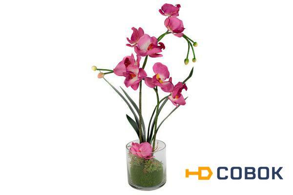 Фото Декоративные цветы Орхидея бордо в стеклянной вазе Dream Garden ( DG-16001-AL )