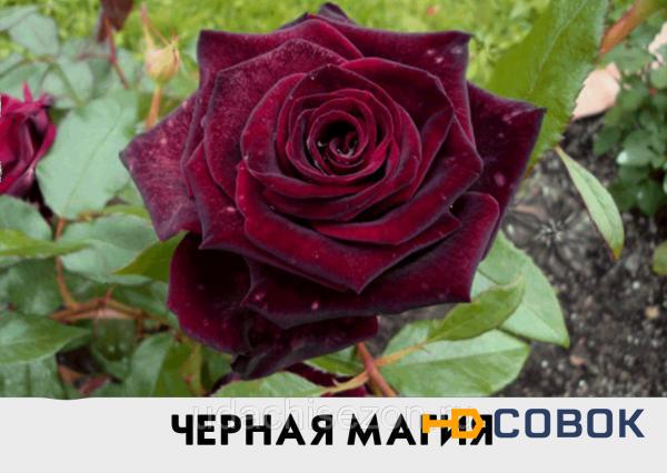 Фото Саженец розы Черная Магия