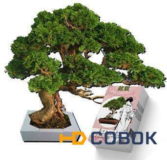 Фото Карликовые деревья Бонсай в миниатюре