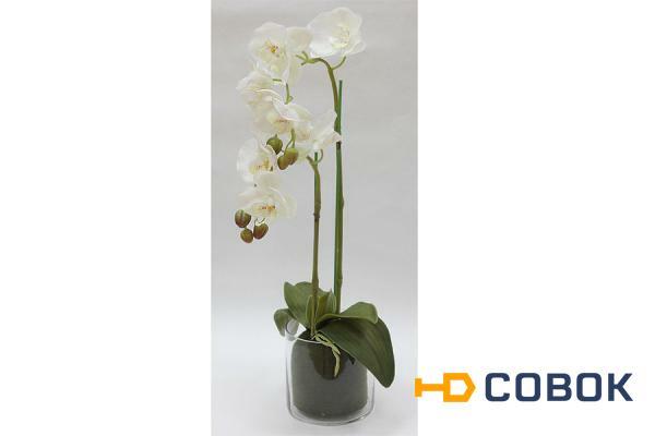 Фото Декор.цветы Орхидея белая в стекл.вазе - DG-F6836W Dream Garden