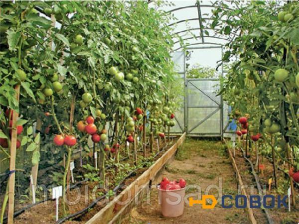Фото Капельная лента эмиттерного типа Tuboflex длина 50 метров шаг 40 см для полива растений