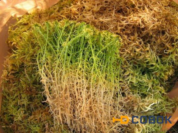 Фото Межвенцовый мох сфагнум для деревянного дома меш. 25 л