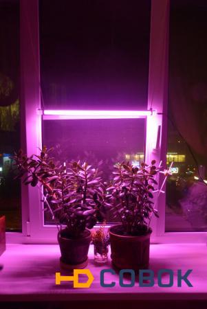 Фото Фито-набор лампа светодиодная и удобрение для рассады