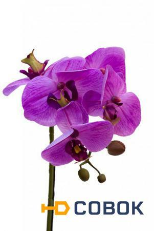 Фото Орхидея сиреневая в горшке