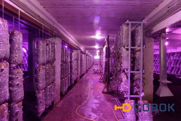 Фото Фитосветильник для выращивания грибов светодиодный "Фито-М 60 Ш"