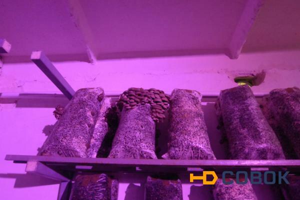 Фото Фитосветильник для выращивания грибов светодиодный "Фито-М 30 Ш"