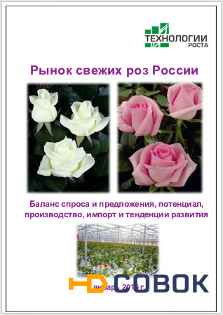 Фото Рынок свежих роз России – 2016. Баланс спроса и предложения