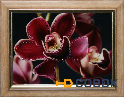 Фото Цветок орхидеи (1588)