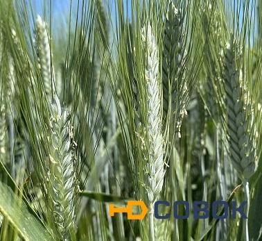 Фото Семена пшеницы озимой твердой купить Агат Донской Амазонка Одари Юбилярка Яхонт