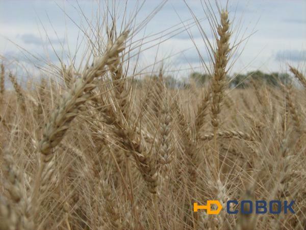 Фото Московская 40. Семена озимой пшеницы.