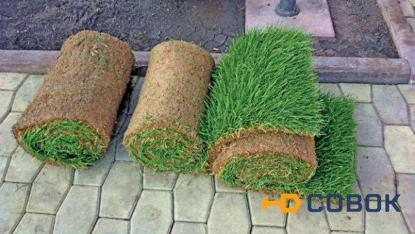 Фото Газонная трава в рулонах. Доставка