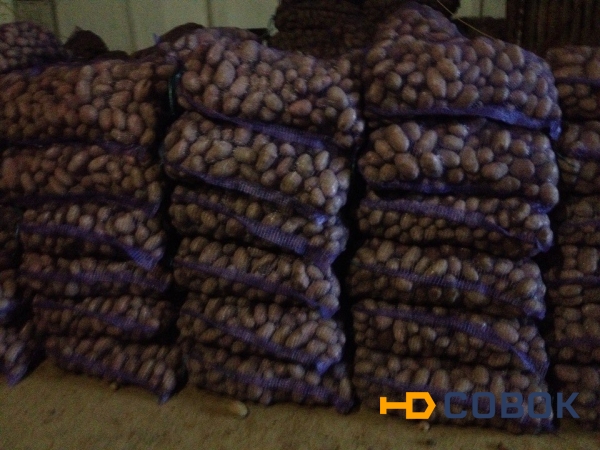 Фото Продажа свежего картофеля с доставкой(+семенной)