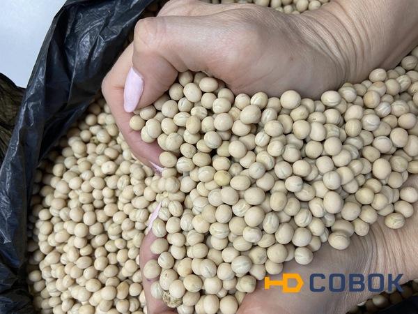 Фото Семена австрийского гороха сорт ЭСО рс1