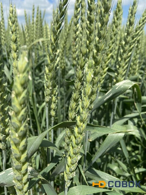 Фото Семена озимой пшеницы Зерноградской селекции элита и репродукции