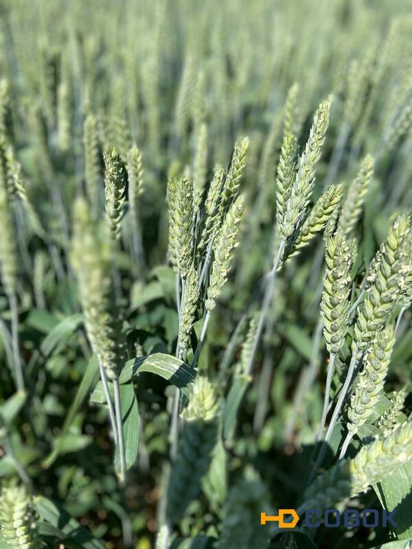 Фото Семена озимой пшеницы элита и репродукции