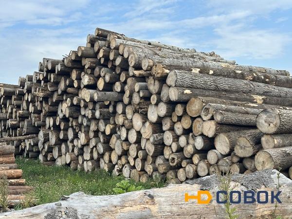 Фото Пиловочник Осина