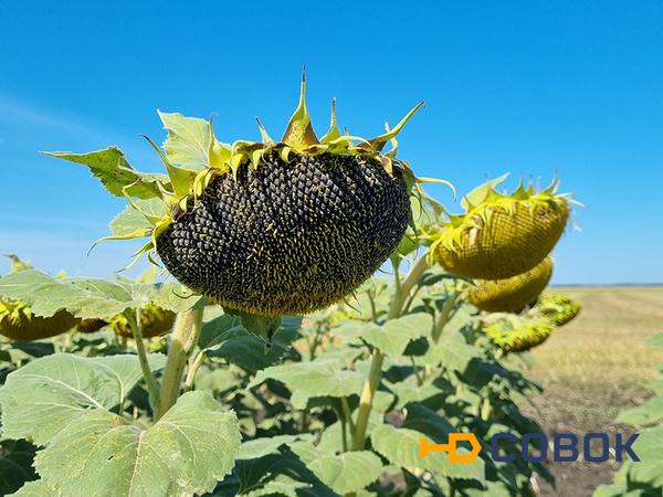 Фото Семена подсолнечника ЗКС Прогрессия