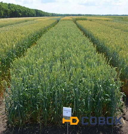 Фото Семена озимой пшеницы Алексеич РС-1