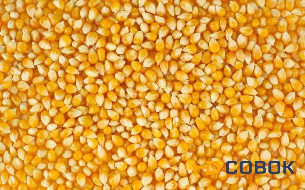 Фото Семена кукурузы на посевную кампанию 2018 года