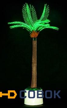 Фото Светодиодная пальма P1-210x120