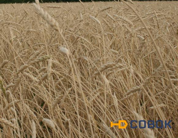 Фото Семена пшеницы яровой "Ирень" (ЭС