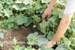фото Капельная эмиттерная лента для полива растений Tuboflex длина 100 метров шаг 40 см